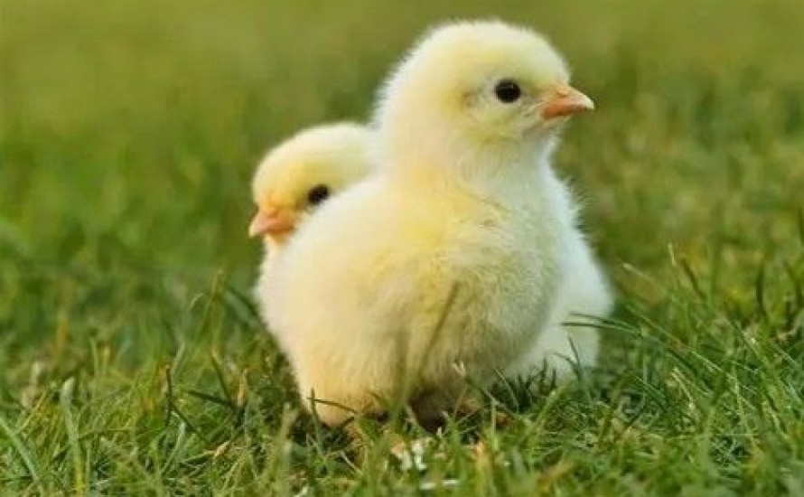 Animation Mini-Poussins / Poussins n°2 - 13 12 2025 à Saint-Amand-Montrond